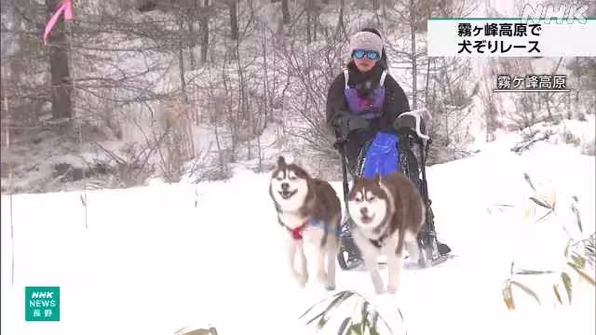 Sensasi Balap Kereta Luncur Anjing di Nagano, Pesertanya Ada yang 3 Tahun!