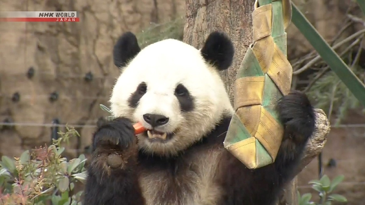 Japan's dua panda raksasa terakhir akan dikembalikan ke Tiongkok pada 27 Januari