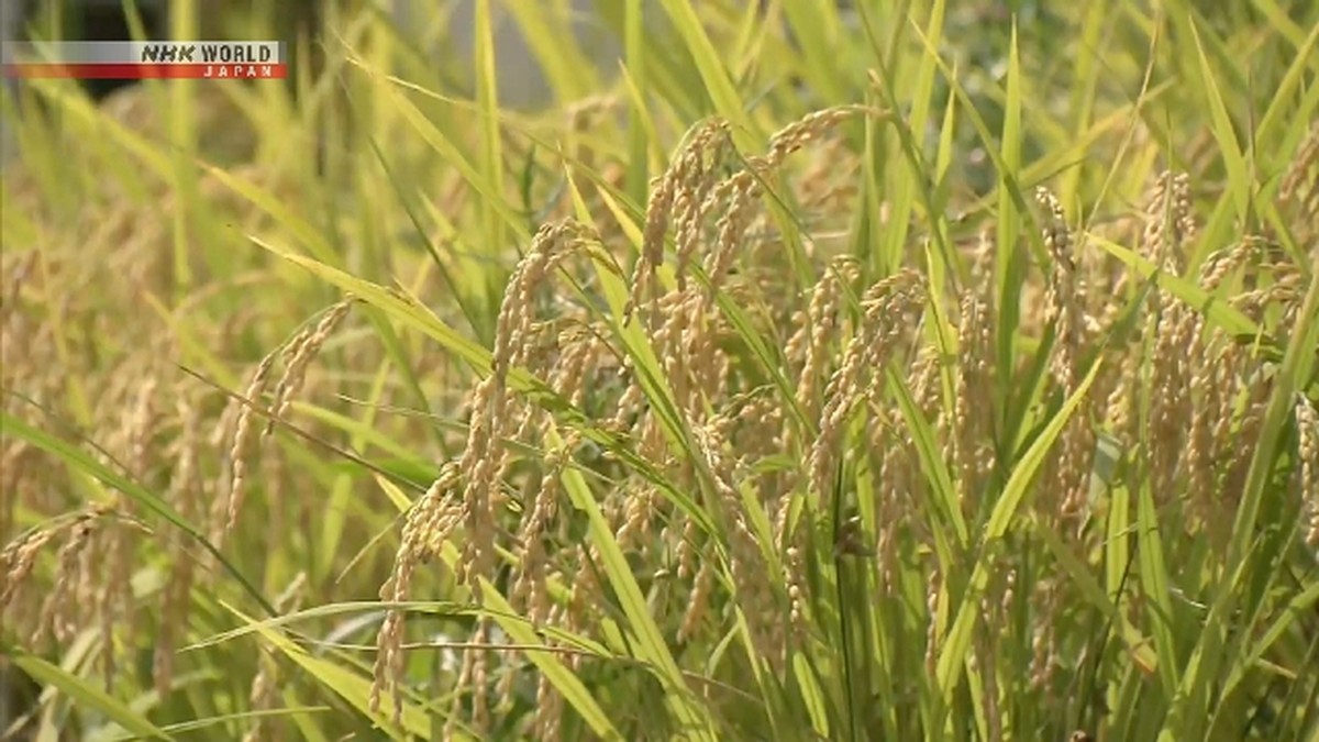 Ekspor Beras Jepang Cetak Rekor Lagi di 2025, Meski Pertumbuhan Melambat
