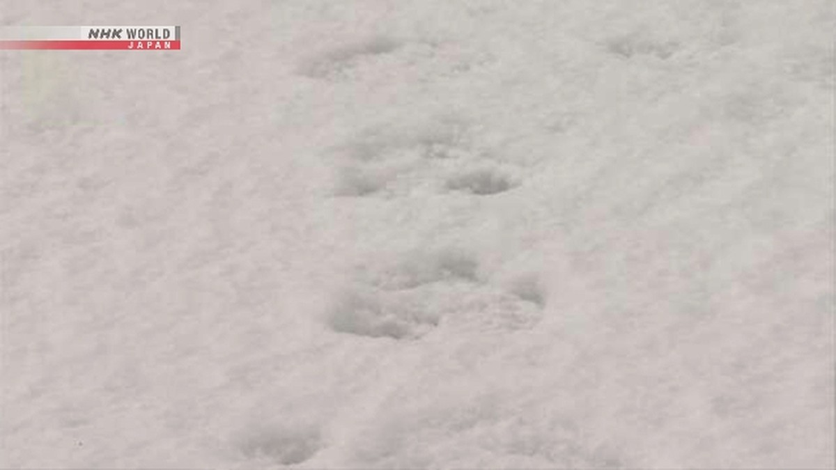 Jejak Beruang Ditemukan di Sekolah yang Jadi TPS Pemilu Hakodate