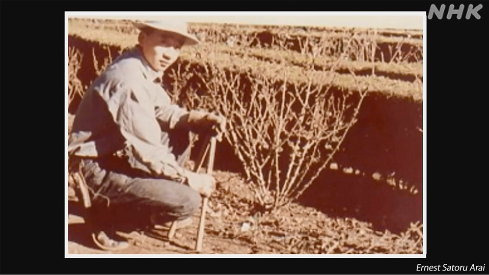 Arai bekerja sebagai tukang kebun di California