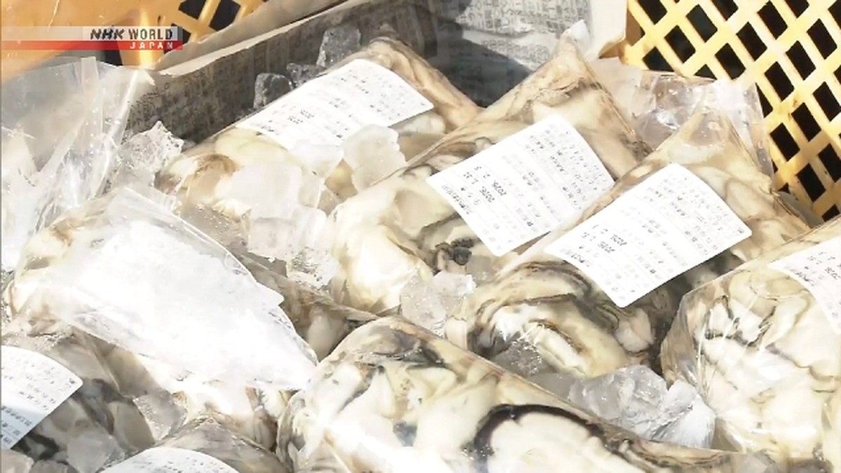 Festival Tiram Hiroshima: Meski Kematian Massal, Tiram yang Tersisa Aman Dikonsumsi!