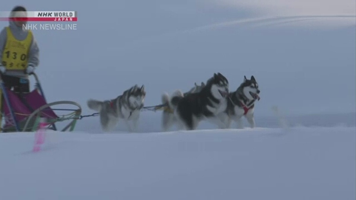 Seru! Lomba Balap Kereta Anjing Digelar di Hokkaido