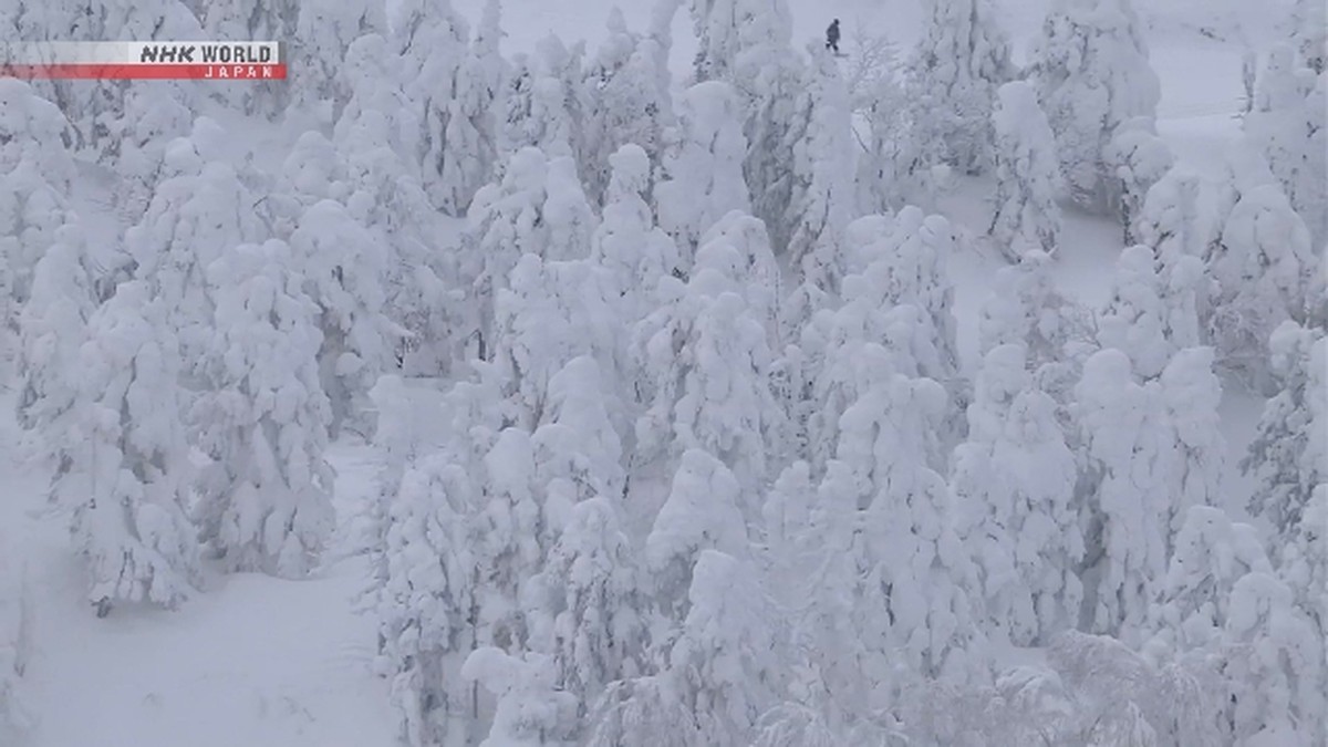 Pesona 'Monster Salju' Zao Pikat Ribuan Wisatawan ke Jepang Utara