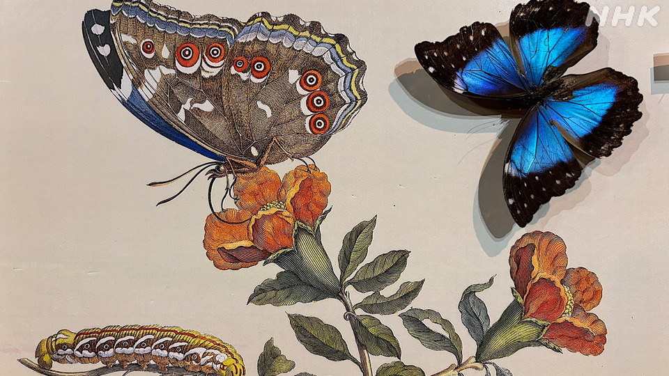 Ilustrasi yang dipasangkan dengan spesimen asli dalam pameran di Museum Makanan dan Pertanian Tokyo