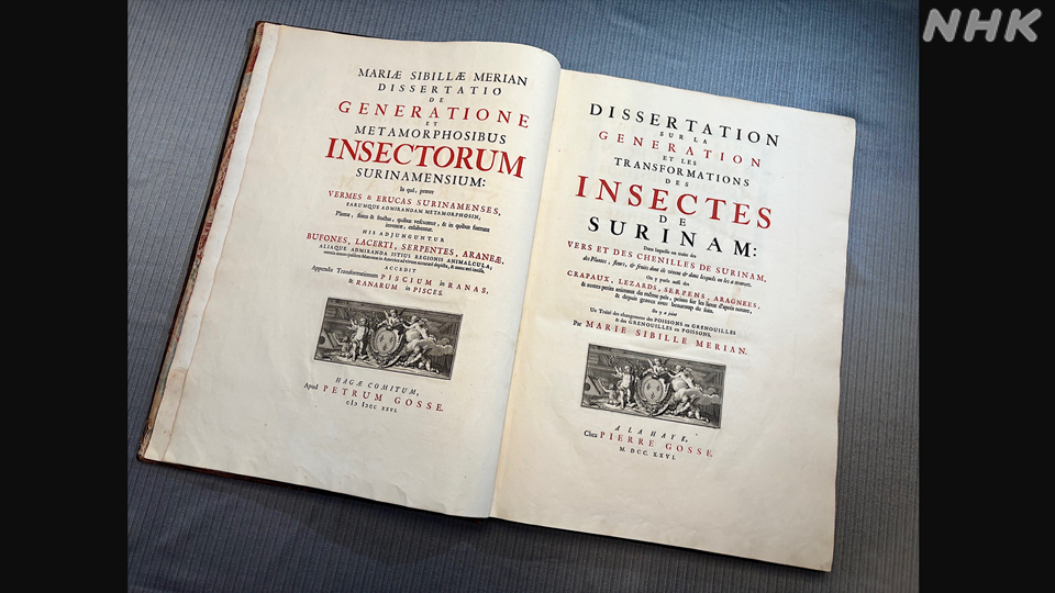 Metamorphosis Insectorum Surinamensium