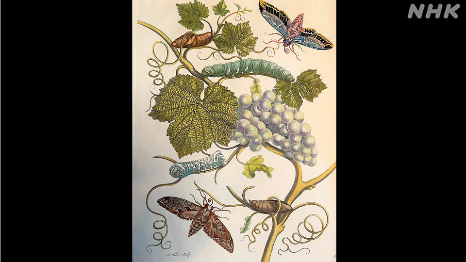 Pelat ilustrasi yang menggambarkan siklus hidup ngengat elang