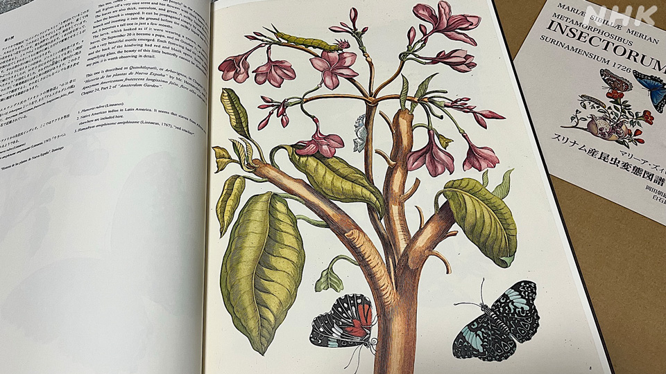 Edisi bahasa Jepang tahun 2022 dari Metamorphosis Insectorum Surinamensium