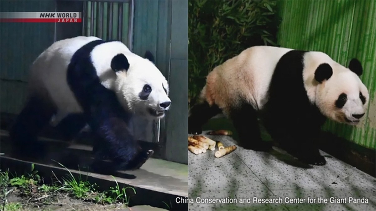 Selamat Tinggal! Panda Kembar Terakhir Jepang Tiba dengan Selamat di China
