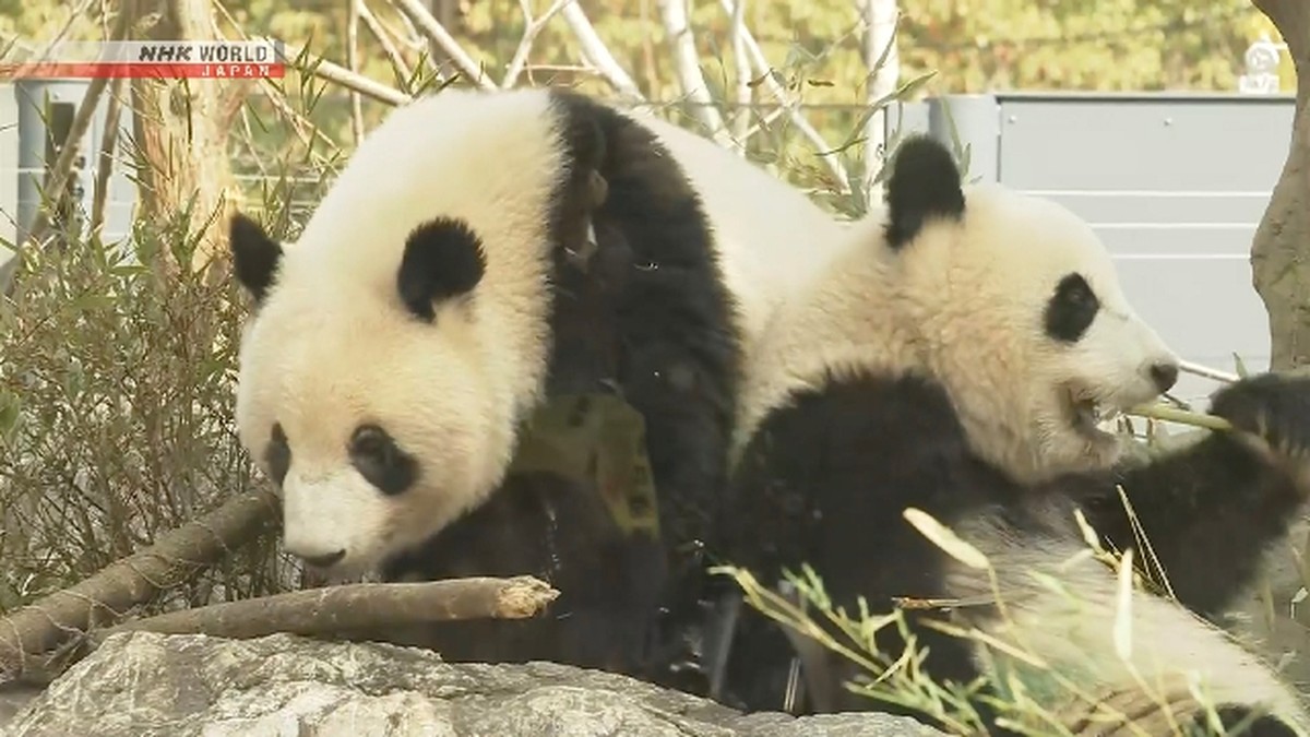 Panda kembar menarik perhatian sebelum meninggalkan Jepang