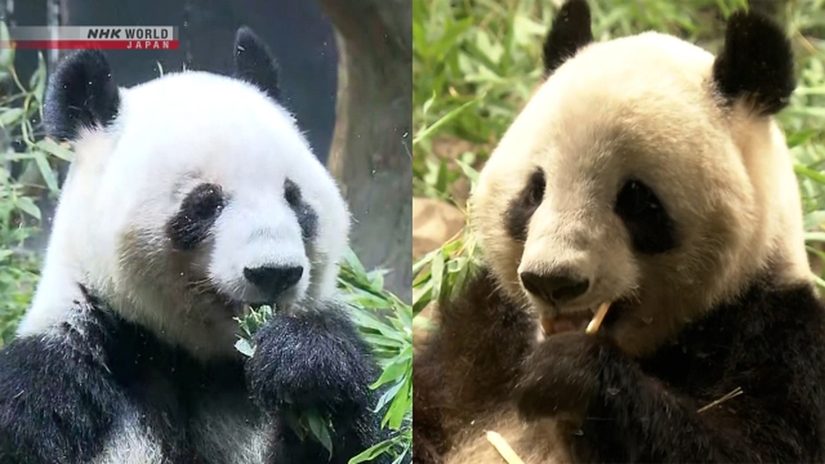 Selamat Tinggal! Panda Kembar Ueno Kembali ke China, Jepang Kini Tanpa Panda