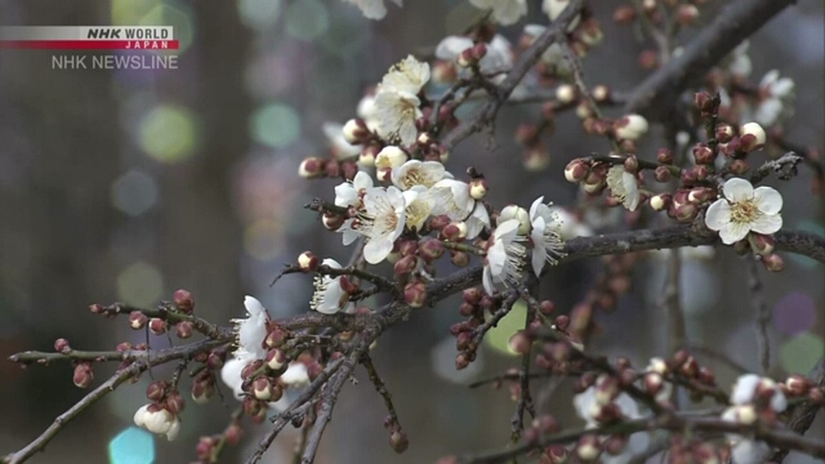 Bunga Plum Mekar di Kitano Tenmangu Kyoto, Instalasi Seni Ninagawa Mika Mempesona!