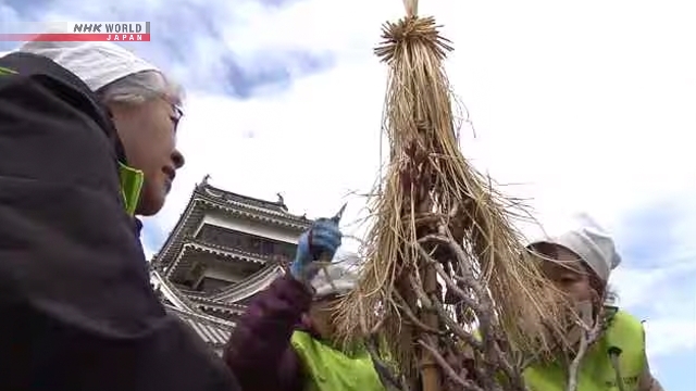 Penutup Jerami Pelindung Pohon Dilepas di Kastel Matsumoto Sambut Musim Semi