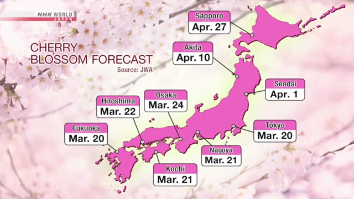 Prediksi Sakura Mekar Lebih Awal di Sebagian Besar Wilayah Jepang