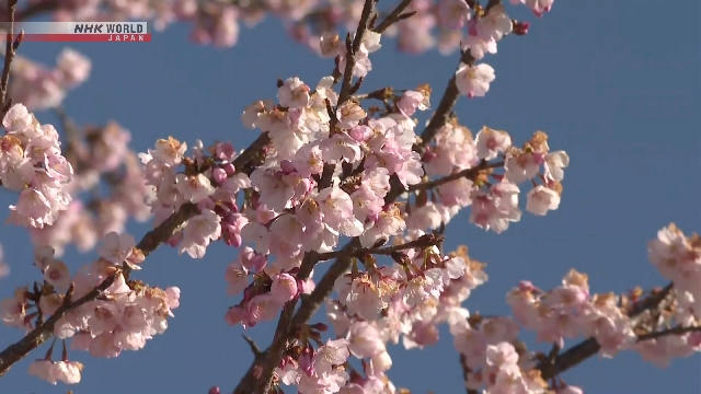 Bunga Sakura yang Mekar Lebih Awal Menarik Pengunjung ke Taman Tepi Sungai di Saitama, Jepang