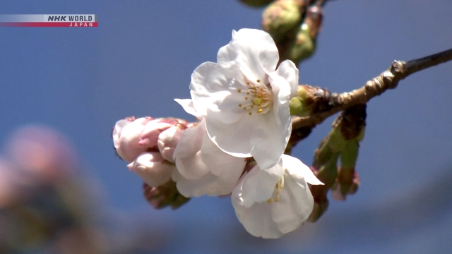 Sakura Somei-yoshino Pertama Musim Ini Mulai Mekar di Jepang Barat dan Tengah