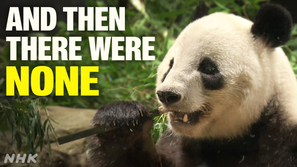 Tidak ada lagi panda di Jepang karena kembar berangkat ke Cina