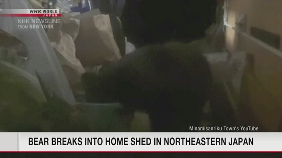 Video beruang diambil di gudang penyimpanan di Jepang utara