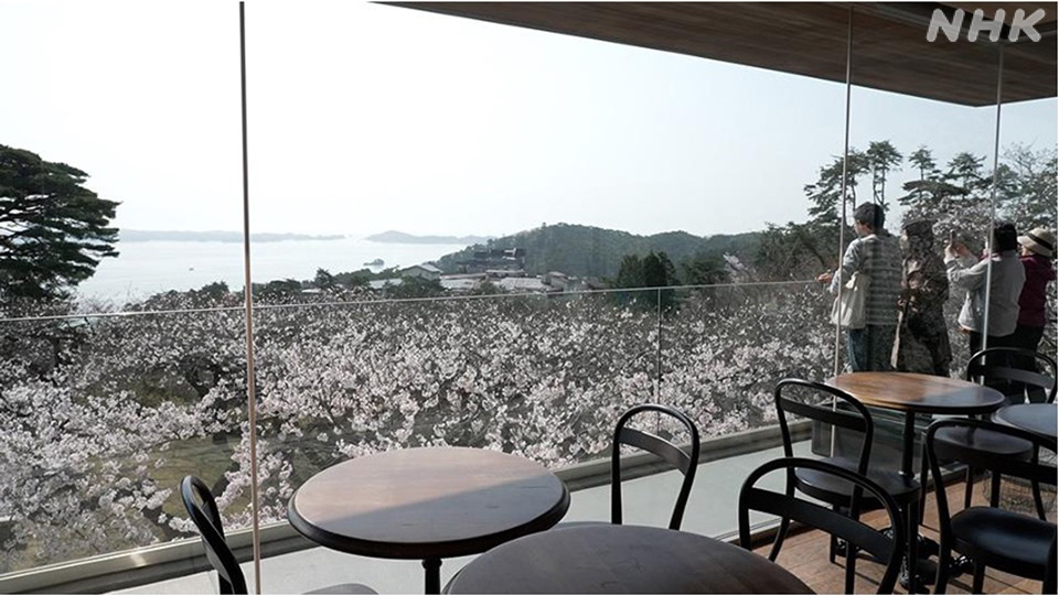 Pemandangan bunga sakura dari kafe Chiba pada April 2024