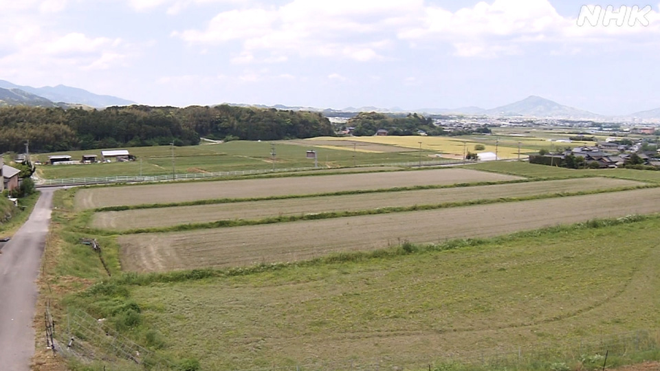 Lahan persawahan milik Taniguchi di Prefektur Fukuoka.