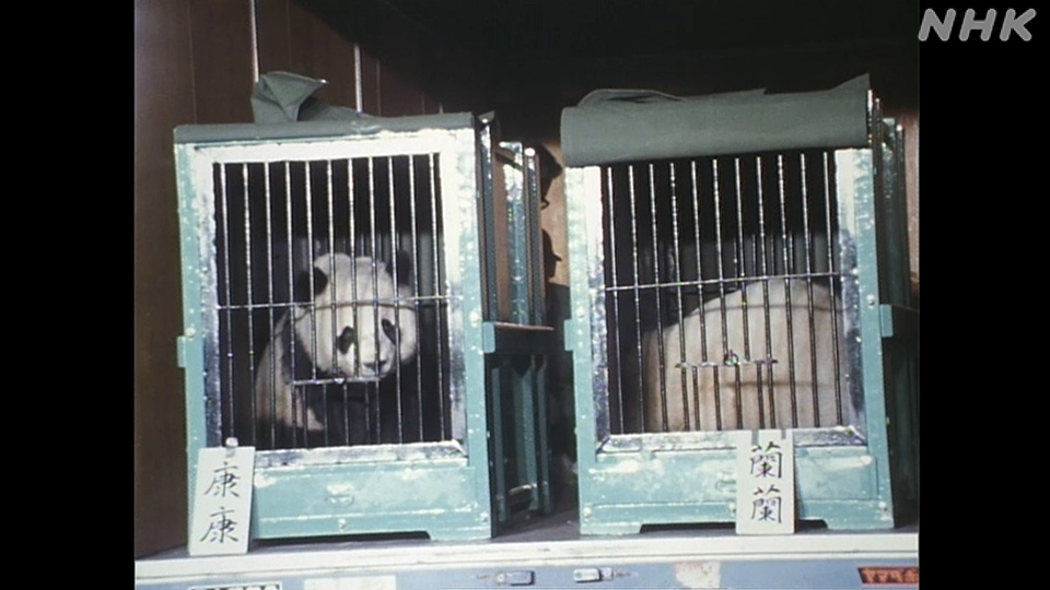 Tiongkok menghibahkan dua panda raksasa kepada Jepang pada 1972.