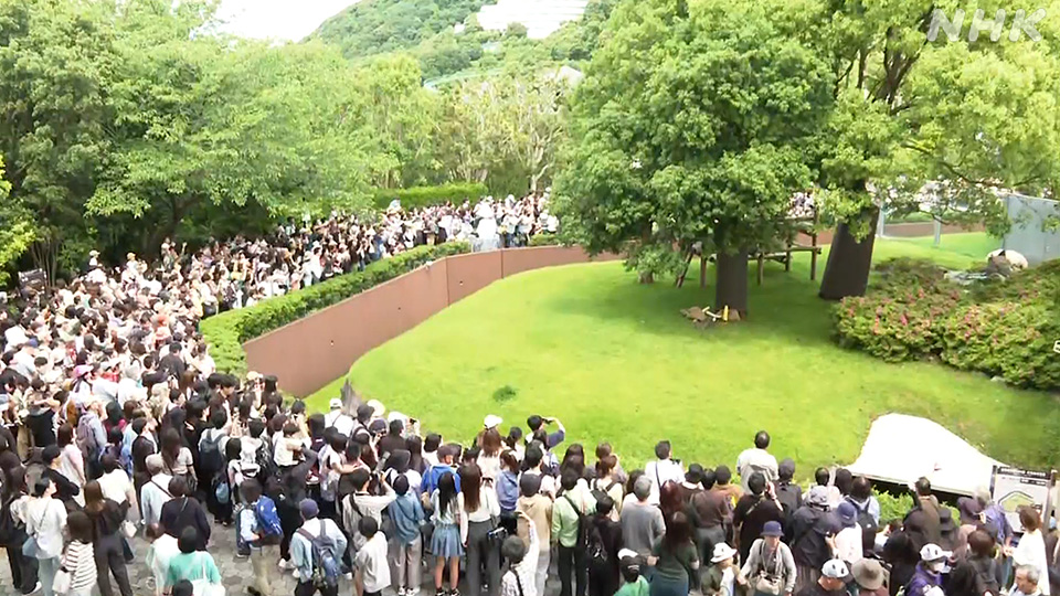 Suasana ramai pengunjung di Adventure World saat melihat panda pada hari Minggu.