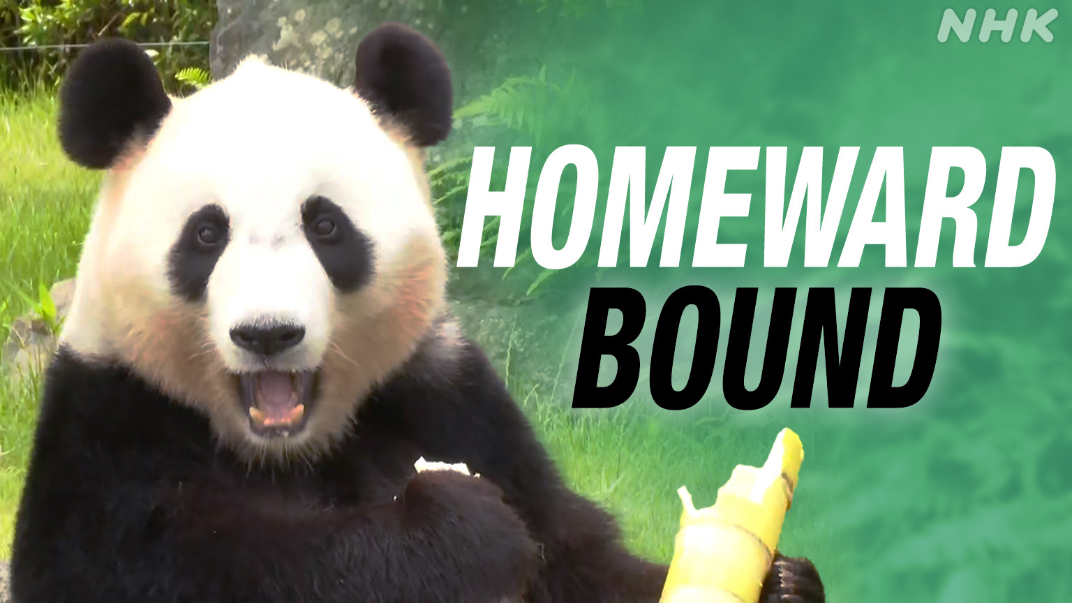 Jelang Kepindahan ke Tiongkok, Panda Raksasa di Wakayama Tarik Perhatian Ribuan Pengunjung