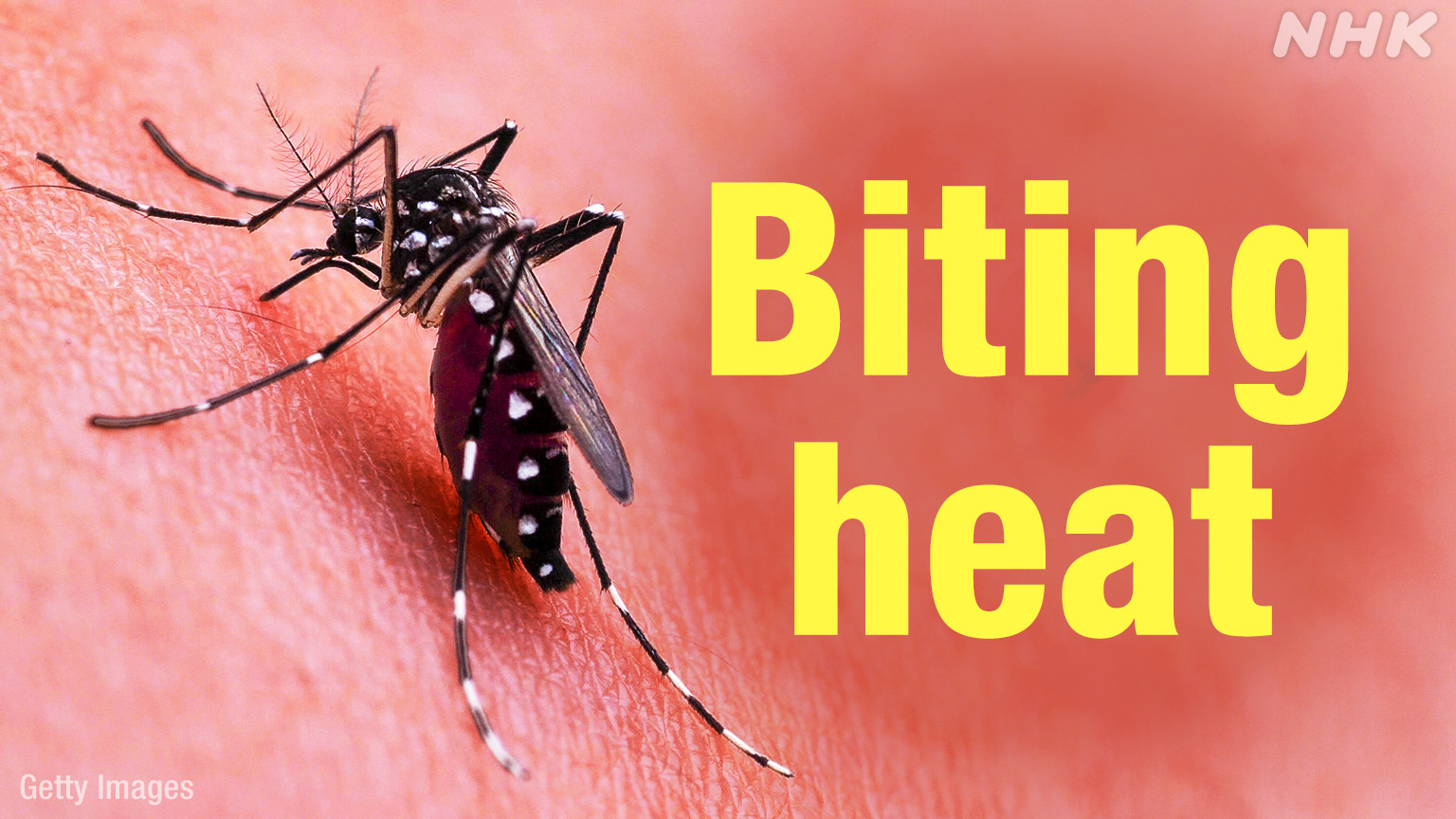 Musim Nyamuk di Jepang Datang Lebih Cepat Akibat Perubahan Iklim