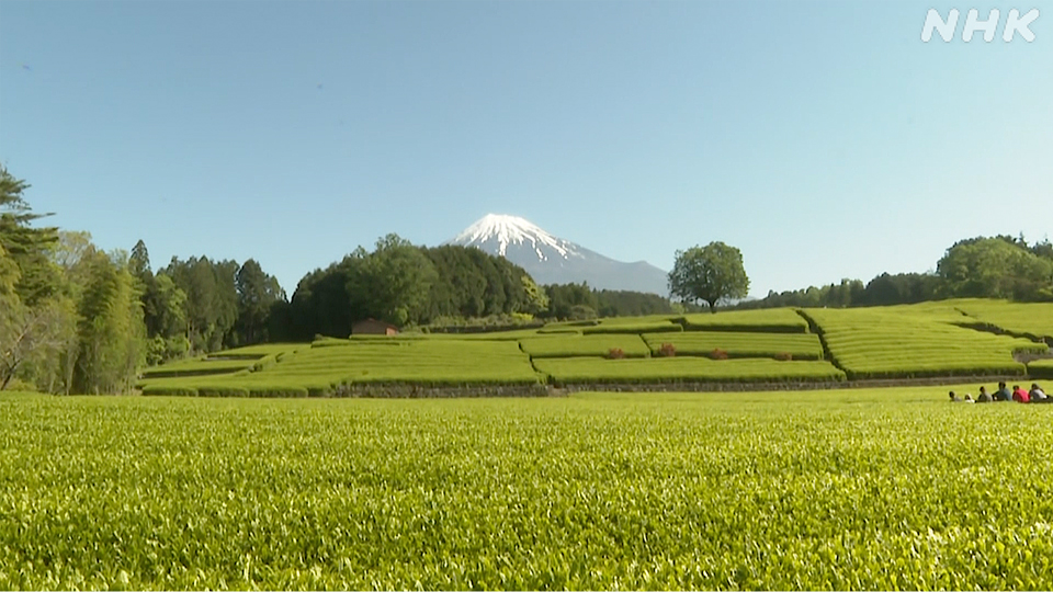 Gunung Fuji dan hamparan ladang teh hijau di Prefektur Shizuoka