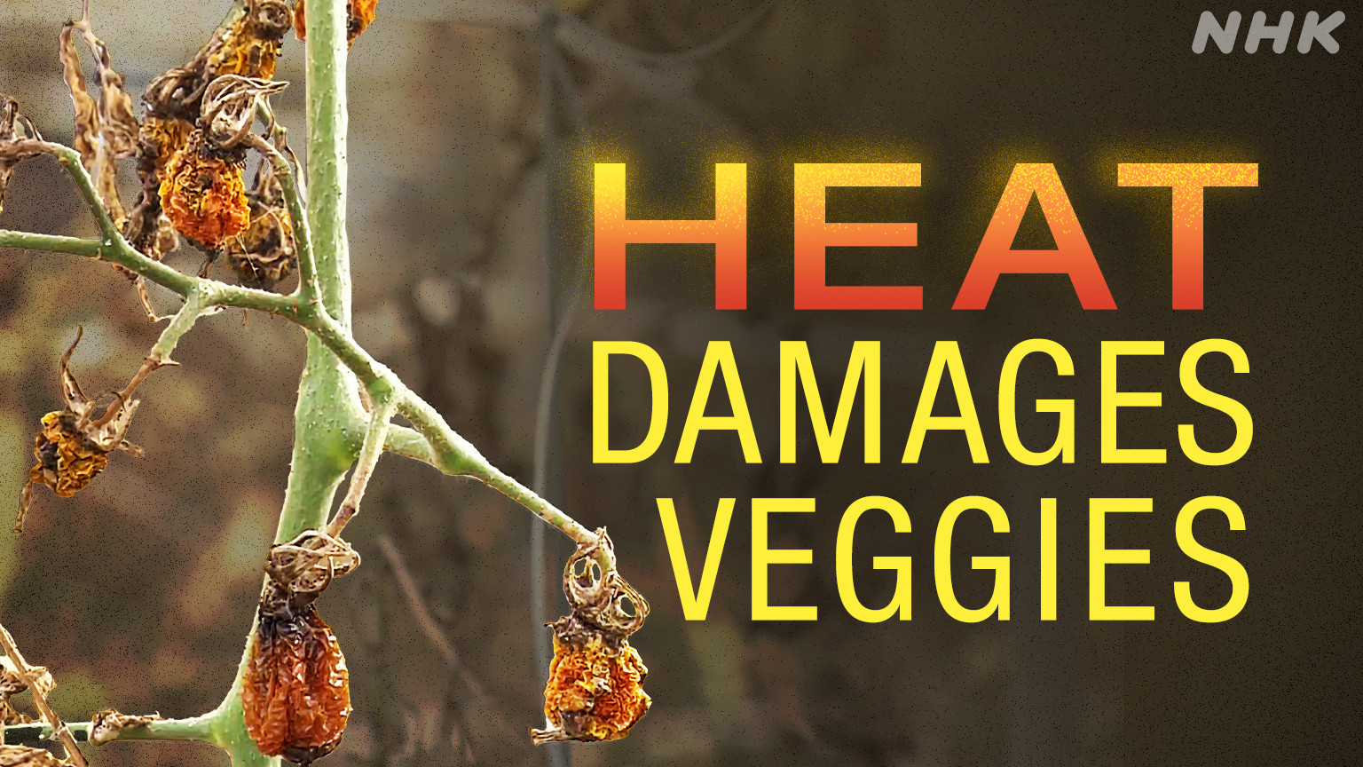 Suhu Ekstrem di Jepang Pukul Sektor Pertanian, Harga Sayuran Mulai Melonjak