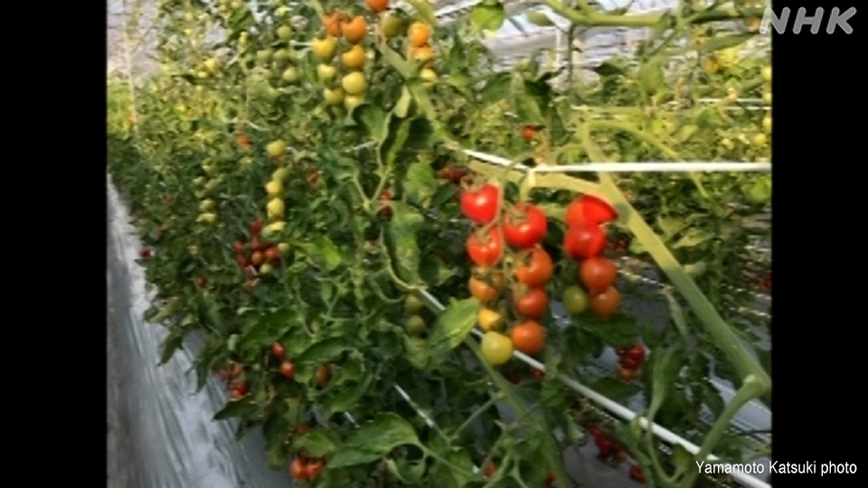 Penampakan ladang tomat Yamamoto dalam kondisi normal