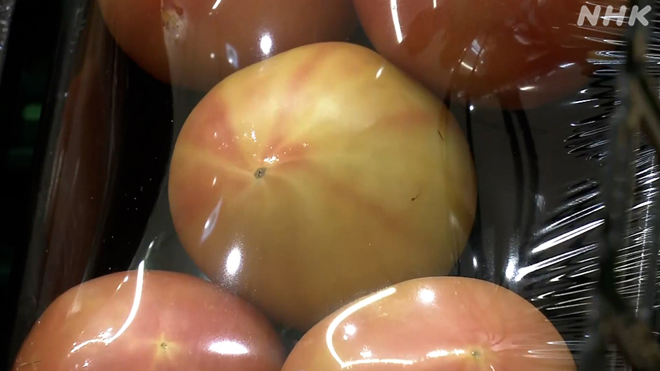 Tomat-tomat yang dipasok ke toko menunjukkan warna kekuningan yang tidak lazim akibat cuaca panas.