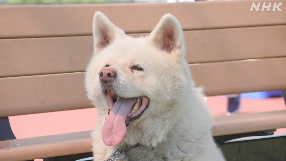 Seekor anjing asal Prefektur Akita di Jepang utara