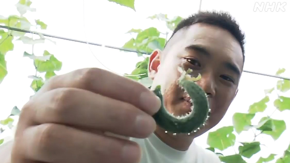 Mentimun yang mengalami dehidrasi akan tumbuh melengkung.