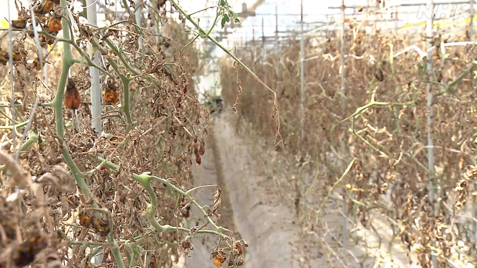 Kondisi ladang tomat Yamamoto pada bulan Juli