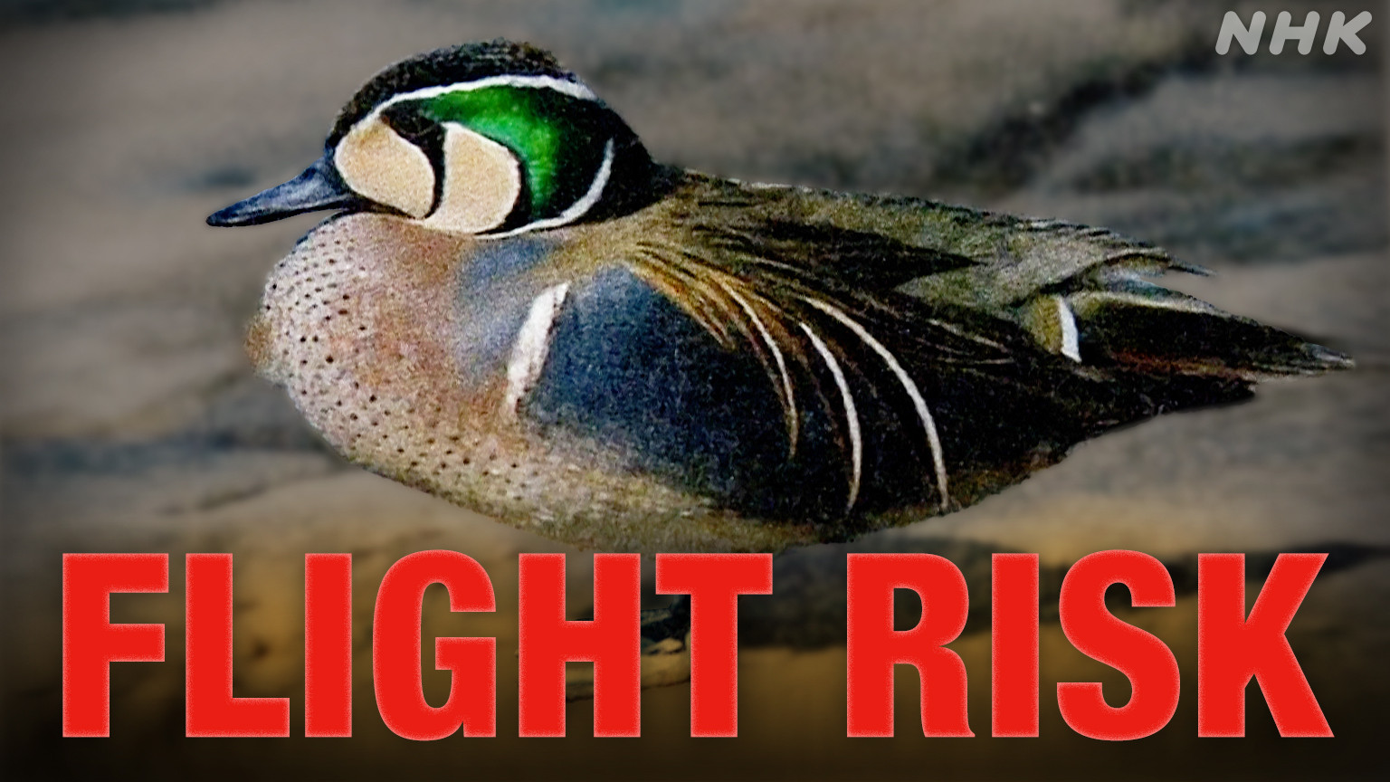 Ancaman Tabrakan Burung: Jepang Tetapkan Bebek Baikal Teal sebagai Bahaya Utama Penerbangan
