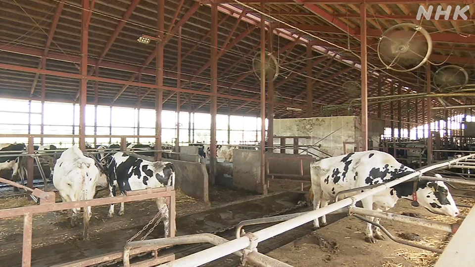 Peternak menggunakan kipas angin dan rutin menyiramkan air ke ternak, namun hewan-hewan tersebut tetap kehilangan nafsu makan akibat suhu ekstrem.