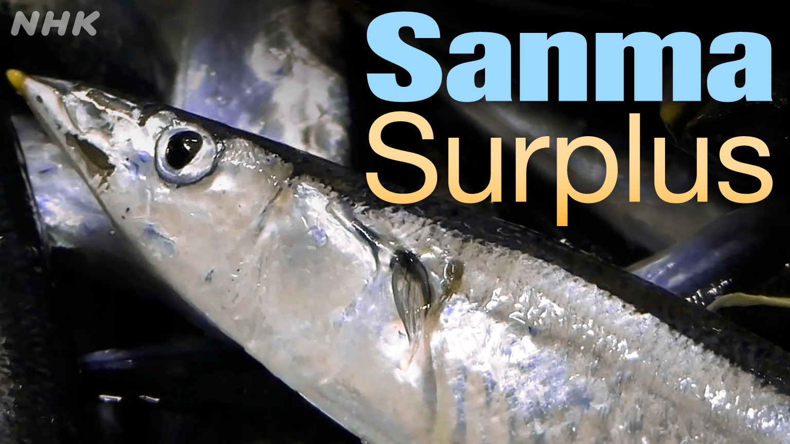 Aktivitas bongkar muat hasil tangkapan ikan sanma yang melimpah di Pelabuhan Hanasaki, Nemuro.