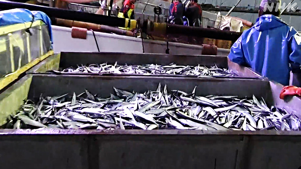 Ikan sanma di Pelabuhan Hanasaki, Kota Nemuro, Hokkaido.