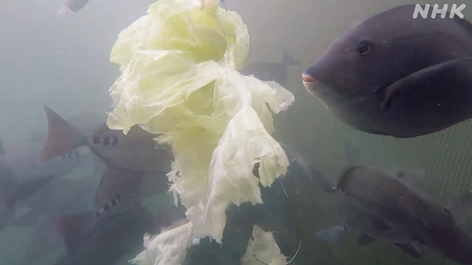 Ikan nizadai yang diberi pakan kubis, bukan rumput laut
