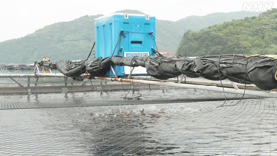 Mesin pemberi pakan berbasis AI di tambak kakap merah di Kota Uwajima, Prefektur Ehime