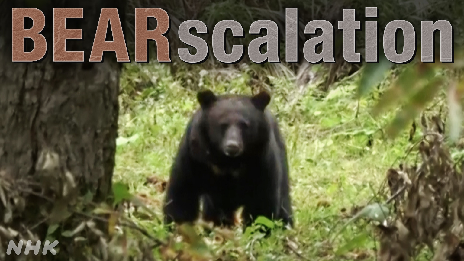 Krisis Beruang di Jepang Memaksa Pasukan Bela Diri Turun ke Akita