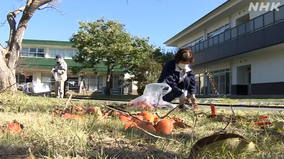 Para pekerja di sebuah panti jompo di Prefektur Miyagi membersihkan buah-buahan dari area sekitar.