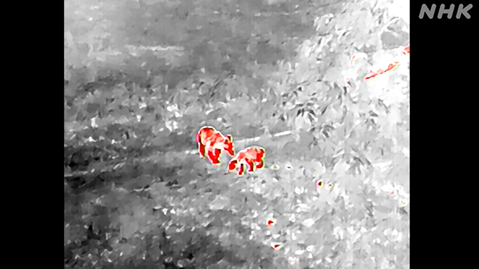 Sebuah drone dengan sensor inframerah mendeteksi dua ekor beruang.
