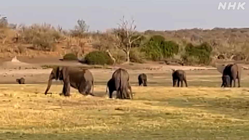 Gajah-gajah di Botswana.
