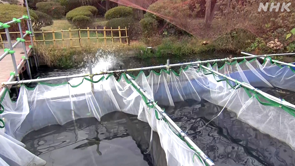 Peternakan belut di Kota Narita, Prefektur Chiba.