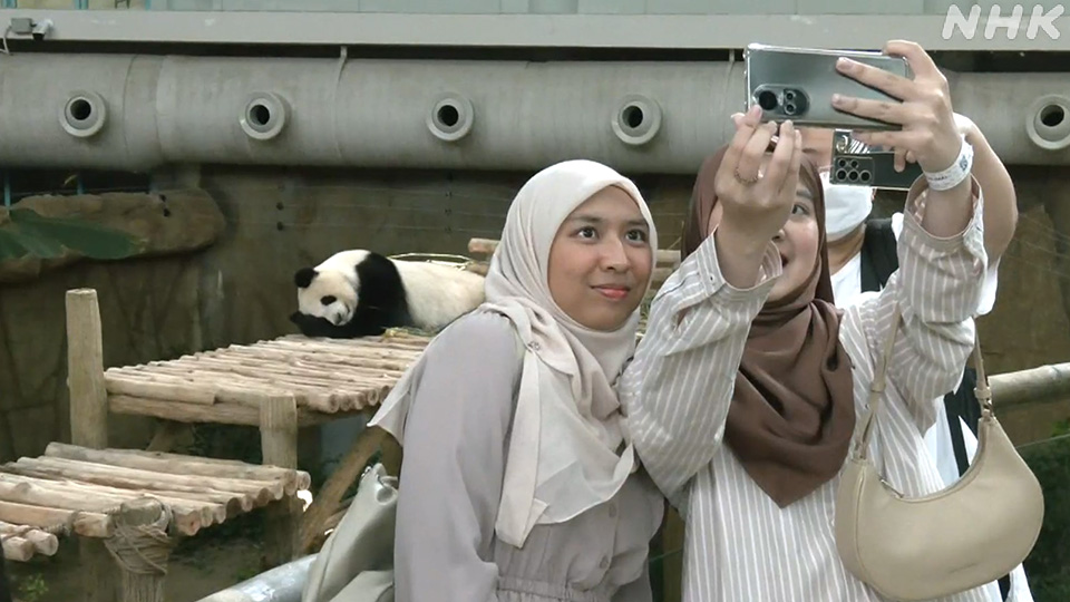 Dua panda baru saja tiba di Malaysia
