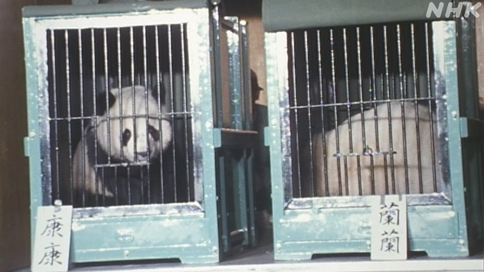 Panda raksasa pertama di Jepang: Kang Kang dan Lan Lan