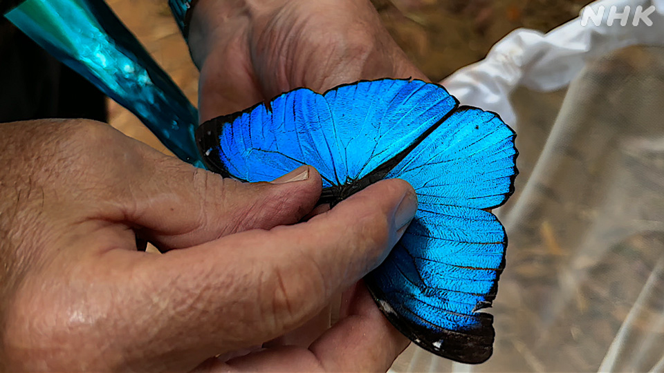 Morpho biru Menelaus