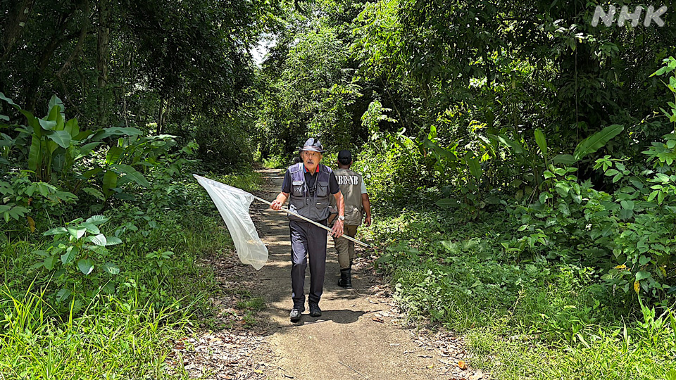 Mencari serangga Merian di hutan Suriname